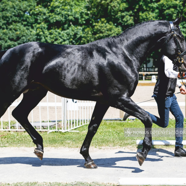 Nonius méncsikószemle Mezőhegyesen