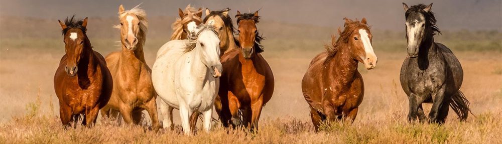 American Western Horse Breeders' Association