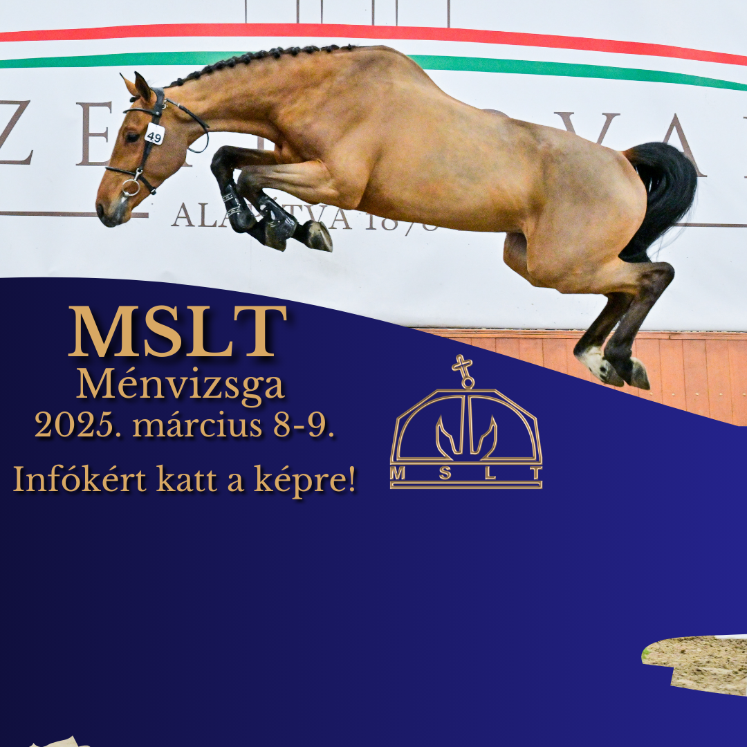 MSLT Ménvizsga