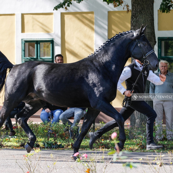 Regionális tenyészszemle Ballószög 2025