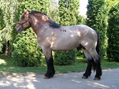 Hidegvérű ménjelöltek előszelekciója - Hortobágy