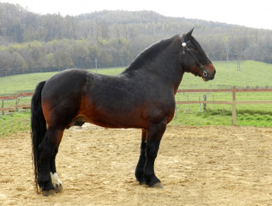 Hidegvérű ménjelöltek előszelekciója - Kaposvár