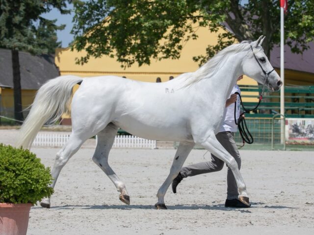 ECAHO International "C" Show - arab telivéreknek és International Shagya Arabian Championship - Shagya araboknak - 2026