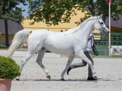 ECAHO International "C" Show - arab telivéreknek és International Shagya Arabian Championship - Shagya araboknak - 2026