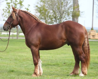 Magyar Hidegvérű ménvizsga Hortobágy 2026